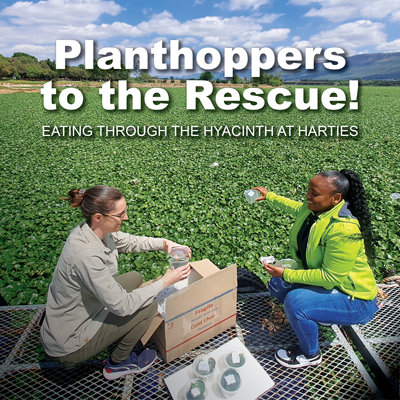 <p>Planthoppers to the Rescue!&nbsp;<br />
EATING THROUGH&nbsp;THE HYACINTH&nbsp;AT HARTIES</p>
