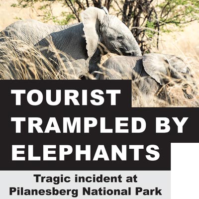<p>Tourist trampled by elephants<br />
Tragic incident at Pilanesberg National Park</p>
