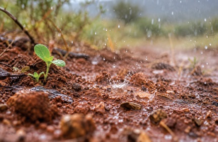 RAIN HAS ITS OWN SPECIAL SCENT…